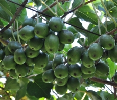 玉林软枣猕猴桃