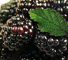 临沂黑树莓