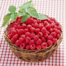 鸡西红树莓