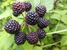 湖南黑树莓