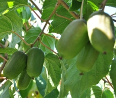 吉林软枣猕猴桃