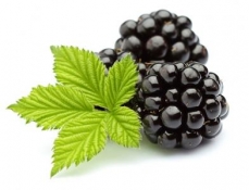 淄博黑树莓