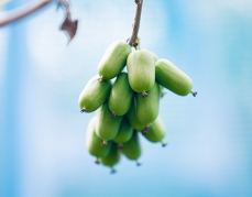 常熟软枣猕猴桃