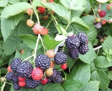 天津黑树莓